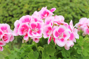 Géranium